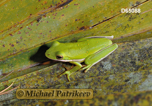 Green Treefrog (Hyla cinerea)